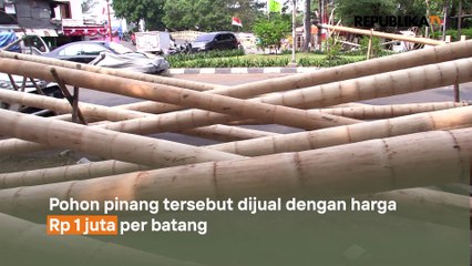 Pedagang Pohon Pinang Tuai Berkah Perayaan HUT RI