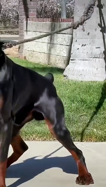 Venom the Doberman