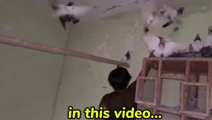 Dogar k Expensive Kabootar Chori ho gyWho is Chor