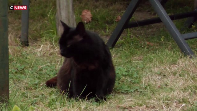 Saint-Nazaire : plusieurs chats empoisonné dans un quartier de la ville