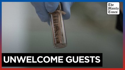 South Korea deploys sniffer dog to screen for bedbugs after Paris Games