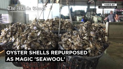 Oyster shells repurposed as magic 'Seawool'