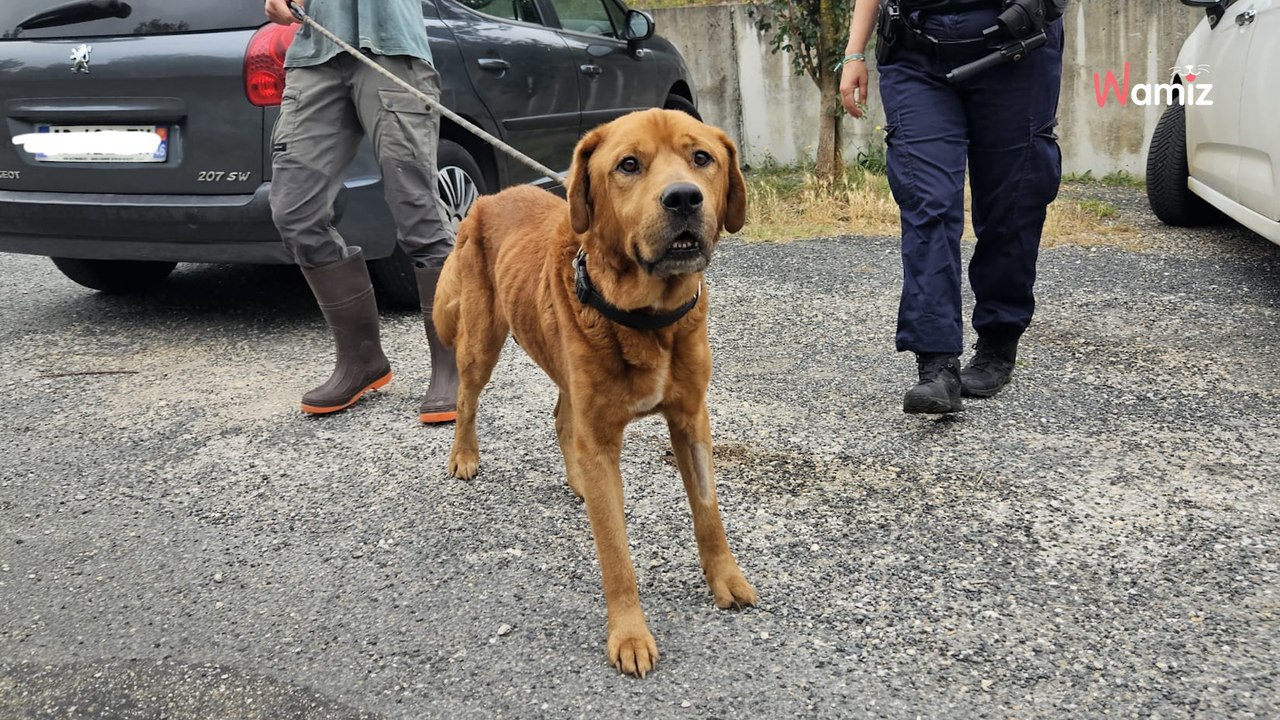 Dog spends a year on his own in darkness; police intervenes