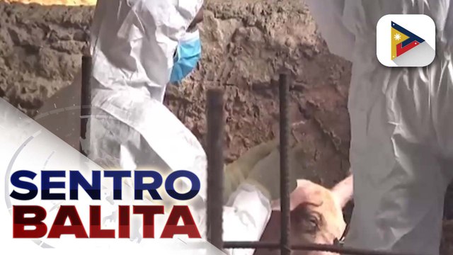 DA, iginiit na hindi kailangang magpatupad ng nationwide State of Calamity dahil sa ASF; Mas mataas na indemnification o tulong sa mga apektadong hog raiser, tiniyak ng ahensiya