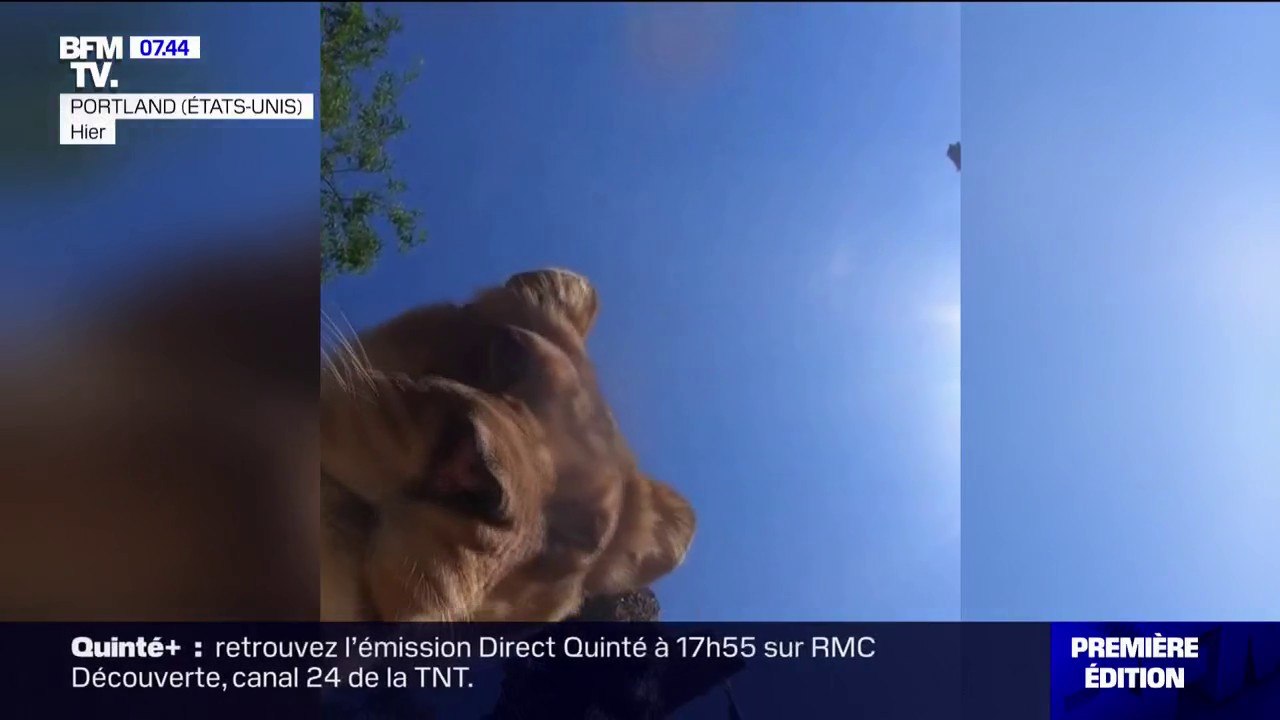 Des lions jouent devant la caméra d'un zoo de l'Oregon, aux États-Unis