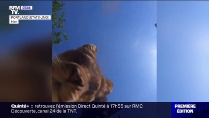 Des lions jouent devant la caméra d'un zoo de l'Oregon, aux États-Unis