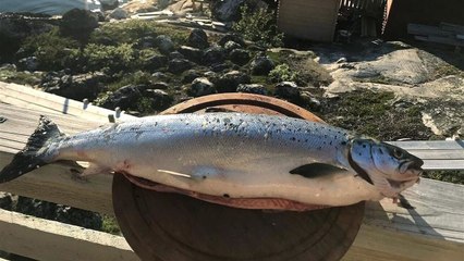 Aventure au Groenland avec Pascal et Bertrand, les pêcheurs passionnés 🌊