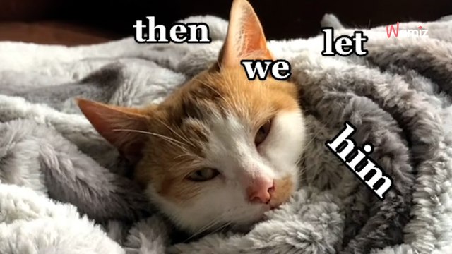 Stray cat climbs up woman's window in search of the sweetest thing