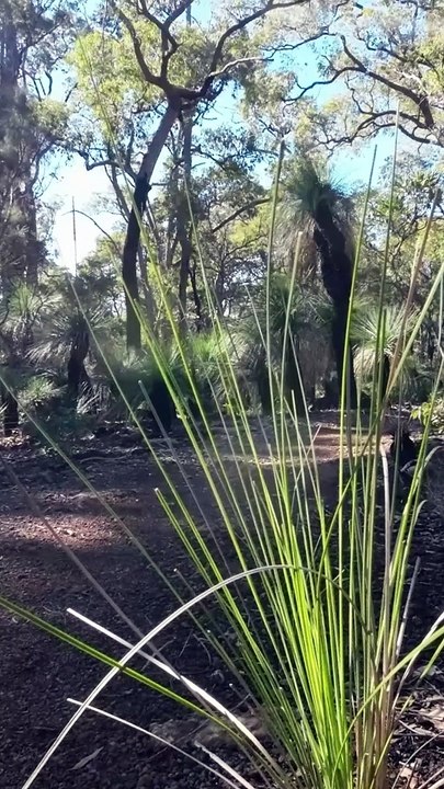 Western Australia Winter Walk 10