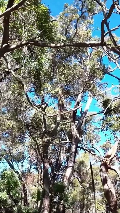 Western Australia Winter Walk 11