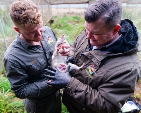 Aussie Ark 13.8.2024_eastern quoll joeys