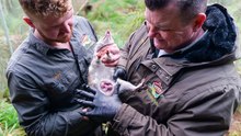 Aussie Ark 13.8.2024_eastern quoll joeys