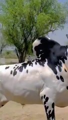 Pakistani bread Bull Craze - New One - Bull Craze __highlights-follow#uswahkhan