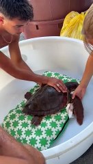 tartarughe salvate filicudi