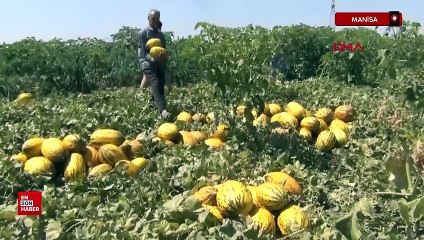 Manisa'da 600 ton kavun,karpuzu ücretsiz dağıttılar