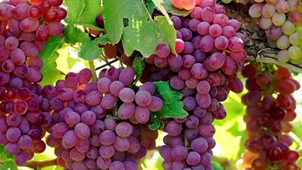 Successful farming of grapes in South  Punjab