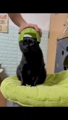 Funny Animal Videos 2022  Best Dogs And Cats #cats #dogs #funny