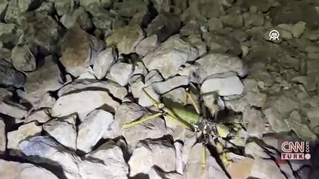 VİDEO | Bir ilde daha dev etçil çekirge görüldü, uzmanlar uyardı
