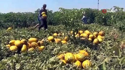 Manisa'da üretici 600 ton kavun ve karpuzu halka ücretsiz olarak dağıttı