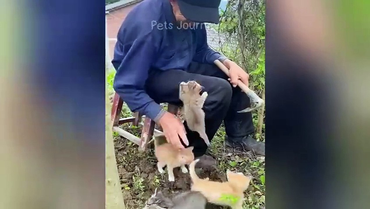 World funniest video