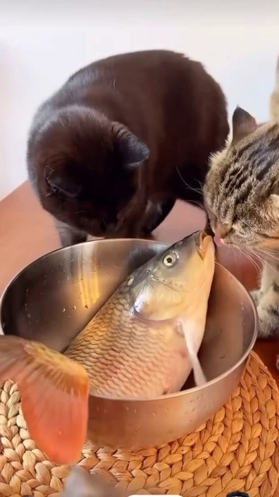 Funny cats fish video