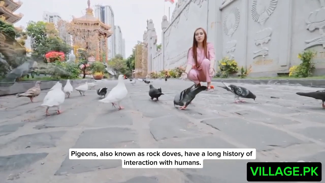 Captivating Pigeon Moments: A Closer Look at Urban Wildlife"| pigeons race |