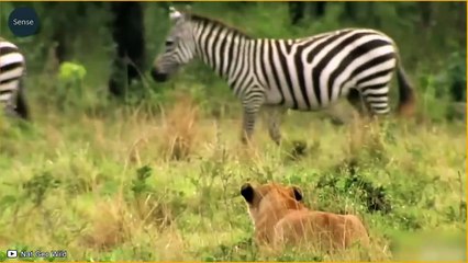 20 Most Ruthless Lion Attacks Ever Recorded! Wild Animals