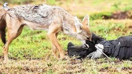 30 Tragic Moments! Wounded Hyena Carries Eagle On Its Back  Animals Fight