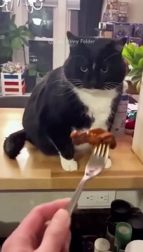 #10 Funny Cat videos #meowing #memes