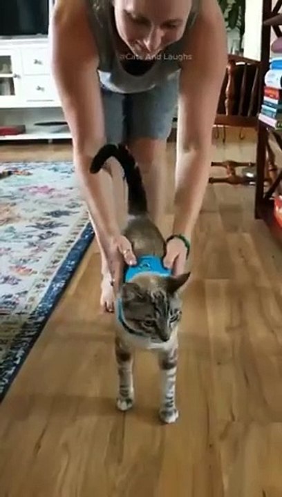 funny cats episode 103