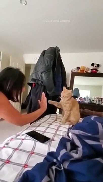 funny cats episode 104