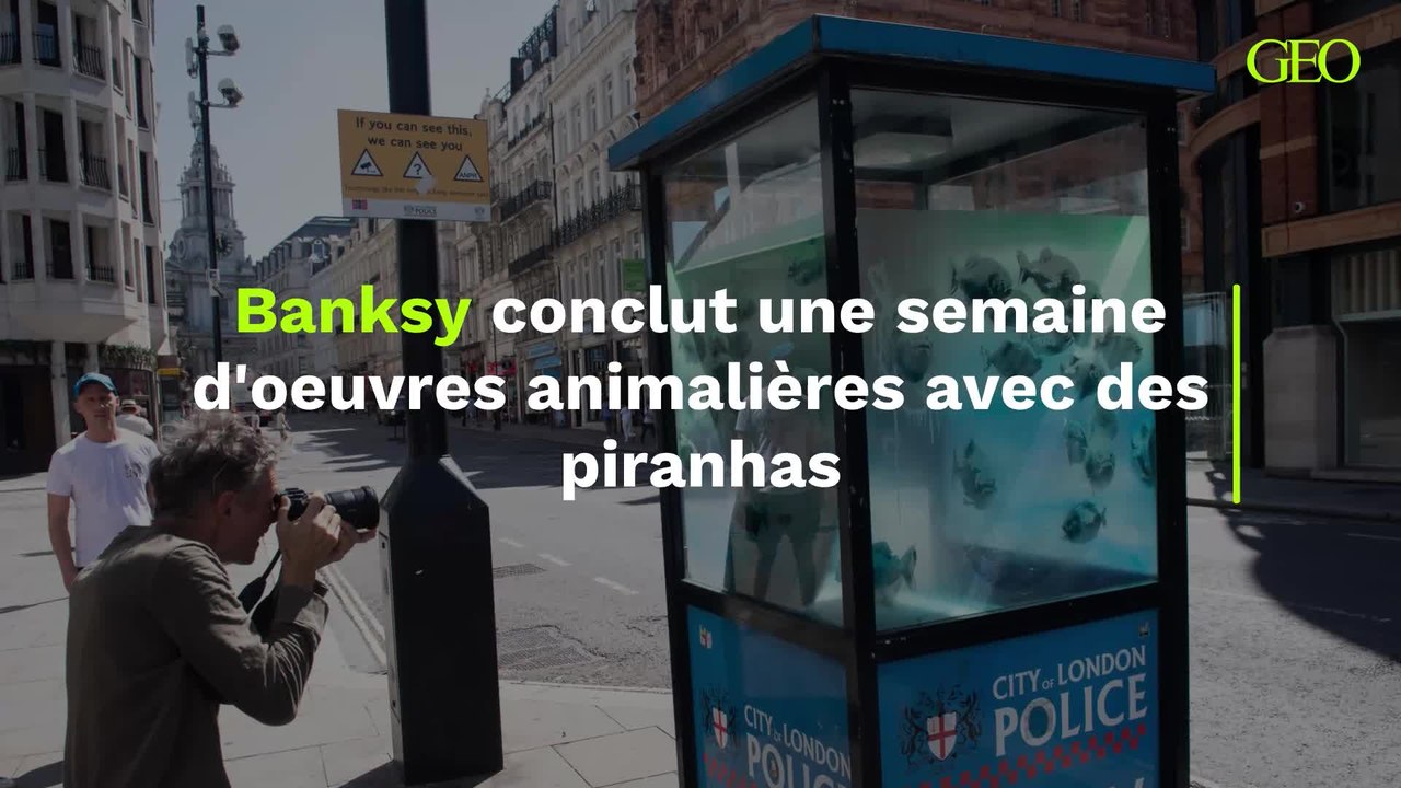 Banksy conclut une semaine d'oeuvres animalières avec des piranhas