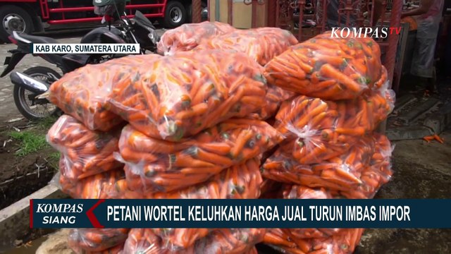 Petani Wortel di Karo Keluhkan Harga Jual Turun Imbas Impor dari Tiongkok