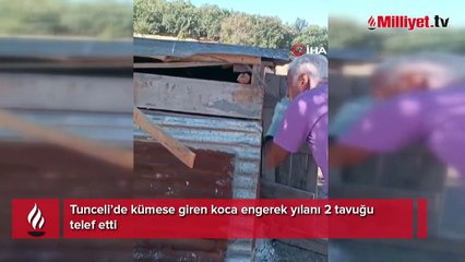 Koca engerek yılanı kümese girdi, tavukları telef etti