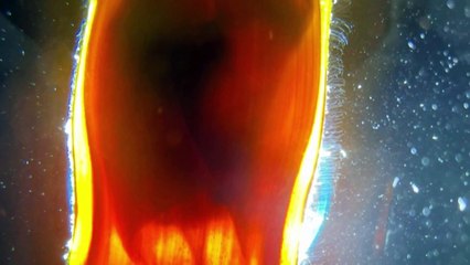 Endangered skate bred in captivity in Tasmania