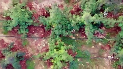 Diyarbakır'da 6 milyon kök kenevir, 627 kilogram esrar ele geçirildi