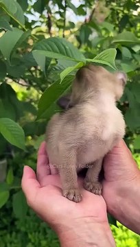 #61 Funny Cat videos #meowing #memes #cute