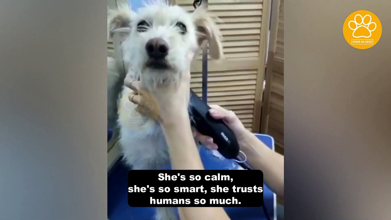 Tiny Mama Dog and Her Babies Were Dumped In a Shelter and the Babies Could not Be Saved in Tim