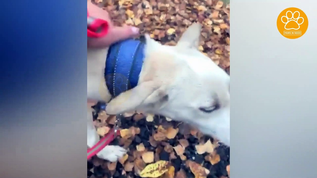 Stray Dog Wandered and Survived As He Could for Months and Nobody Offered to Shelter him