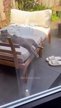 #12 Funny Cat videos #meowing #memes