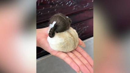 Kafasına peruk takılan hamsterın videosu sosyal medyada viral oldu