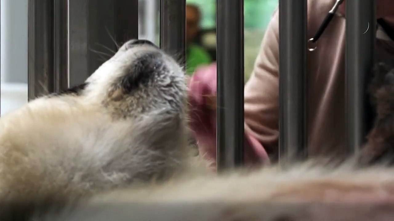 Berliner Panda-Dame 'Meng Meng' ist schwanger