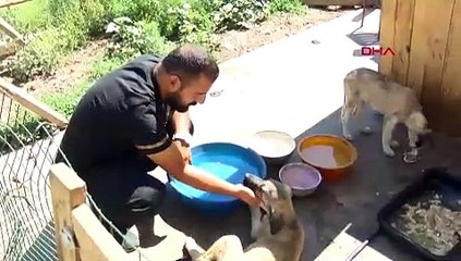 Ankara'da 5 köpek ölü bulundu