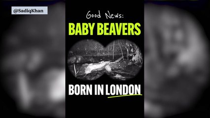 London Welcomes The Birth Of Two New Baby Beavers