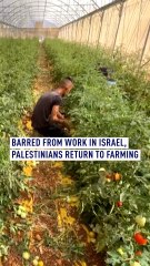 Barred from work in Israel, Palestinians return to farming