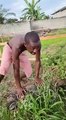 Funny African blacks video