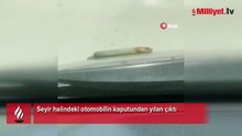 Seyir halindeki otomobilin kaputundan yılan çıktı
