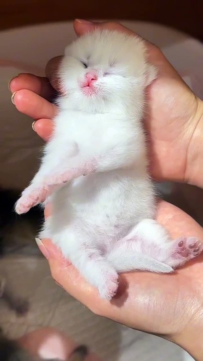2024 newly born cat  - cute baby cat  - cute baby ghost  #new #born #cat