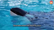10 things you didnt know about orcas