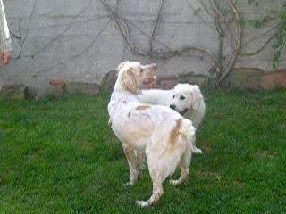 Berlioz et Atos, un Epagneul de 10 Mois 🐶